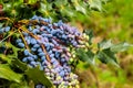 Oval berries of mahonia oregon grape Royalty Free Stock Photo