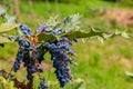 Oval berries of mahonia oregon grape Royalty Free Stock Photo