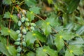 Oval berries of mahonia oregon grape