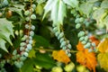 Oval berries of mahonia oregon grape Royalty Free Stock Photo