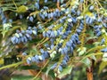 Oval blue berries of Mahonia plant. Much loved by birds.