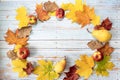 Oval composition made from pears, apples and colorful maple leaves with space for text on a blue wooden table. Autumn harvest Royalty Free Stock Photo