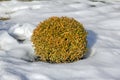 Oval decorative shrub surrounded by snow