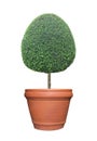 Oval egg shape clipped topiary tree in terracotta clay pot container isolated on white background for formal Japanese and English Royalty Free Stock Photo