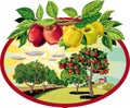 Oval frame with branch of apples on sky background and orchard.