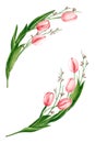 Oval frame with watercolor tulips and genista branches. Hand drawn illustration is isolated on white. Flower bouquet