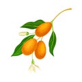 Oval Kumquat or Cumquat as Edible Citrus Fruit Hanging on Tree Branch Vector Illustration