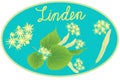 Oval label with medical herbs of linden. Inscription . Branch with leafs and inflorescence