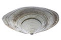 Oval trough shell