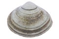 Oval trough shell