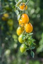 Oval yellow tomatoes sing on a tassel on a background of tomato bushes
