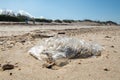 Volunteer group keeping plastic waste out from Furadouro beach in Ovar, Portugal