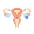 Reproductive system concept Royalty Free Stock Photo
