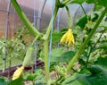 Ovaries of fresh cucumbers with yellow flowers and small fruits hang on a branch in a greenhouse Royalty Free Stock Photo