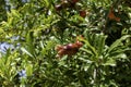 The ovaries and ripening fruits of the pomegranate tree close-up among the foliage. Royalty Free Stock Photo
