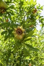 The ovaries and ripening fruits of the pomegranate tree close-up among the foliage. Royalty Free Stock Photo