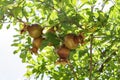 The ovaries and ripening fruits of the pomegranate tree close-up among the foliage. Royalty Free Stock Photo