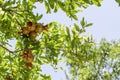 The ovaries and ripening fruits of the pomegranate tree close-up among the foliage. Royalty Free Stock Photo