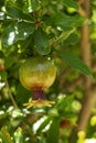 The ovaries and ripening fruits of the pomegranate tree close-up among the foliage. Royalty Free Stock Photo