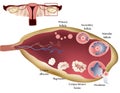 Ovary