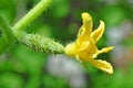 ovary of the flower of cucumber