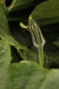 ovary, flower Large-fruited pumpkin