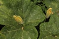 ovary, flower Large-fruited pumpkin