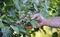 Ovary fruit apple. Young apples on the tree begin to ripen .farmer hand holding apples image