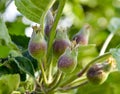 Ovary fruit apple. Young apples on the tree begin to ripen