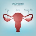 Ovary Gland Image