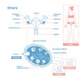Ovary, part of Endocrine System. Medical science vector illustration diagram.