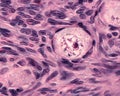 Ovary. Primordial follicles Royalty Free Stock Photo