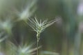 Ovate goatgrass Aegilops geniculata Royalty Free Stock Photo