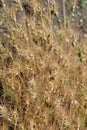 Ovate goatgrass