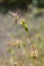 Ovate goatgrass