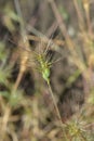 Ovate goatgrass