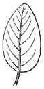 Ovate Leaf Shape vintage illustration