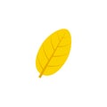 Ovate maple leaf flat icon