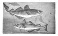 Ove and Haddock - Melangogrammus aeglefinus under old Antique illustration from Brockhaus Konversations-Lexikon 1908