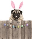 Ovely pug dog with easter bunny ears diadem, hanging with paws on wooden fence with egg decoration,