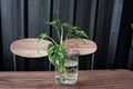 ovely wild tropical leaf obliqua in glass vase on table in industrialist living room , Home decoration and interior