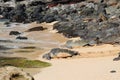 Green Sea Turtles basking on the sand, crawling into and out of the Pacific Ocean at Hookipa Beach in Maui, Hawaii Royalty Free Stock Photo