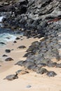 Seventy Green Sea Turtles basking on the sandy shoreline at Hookipa Beach with two turtles coming out of the ocean Royalty Free Stock Photo