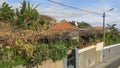 An over grown garden with grape vines