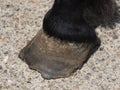 Over Grown Horse Hoof