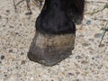 Over Grown Horse Hoof