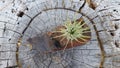 Overhead View Air Plant Handcrafted Wooden Burl Display