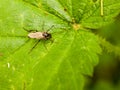 Over head view of a fly spread out on leaf