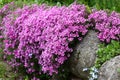 Pink phlox subulata on stones.