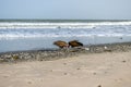 Vulture birds on the beach tearing apart fish